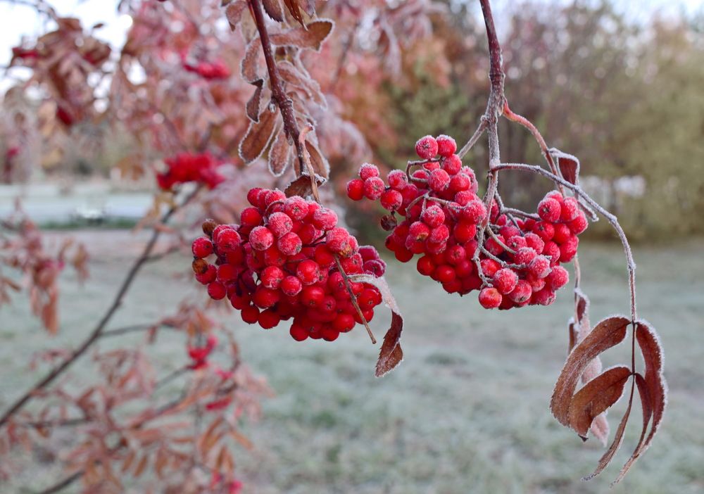 Рябина после заморозка.