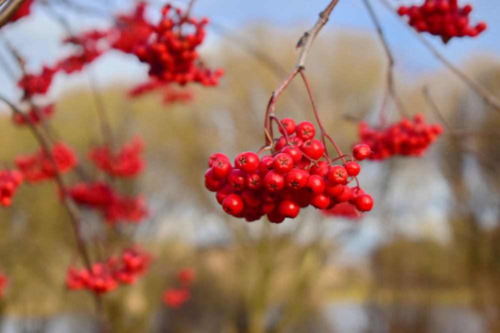 Рябина  - северный виноград.