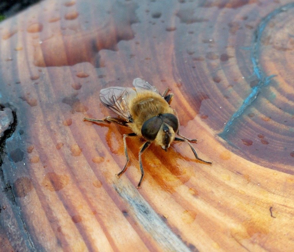 Насекомое, вид мух-журчалок, Ильница обыкновенная