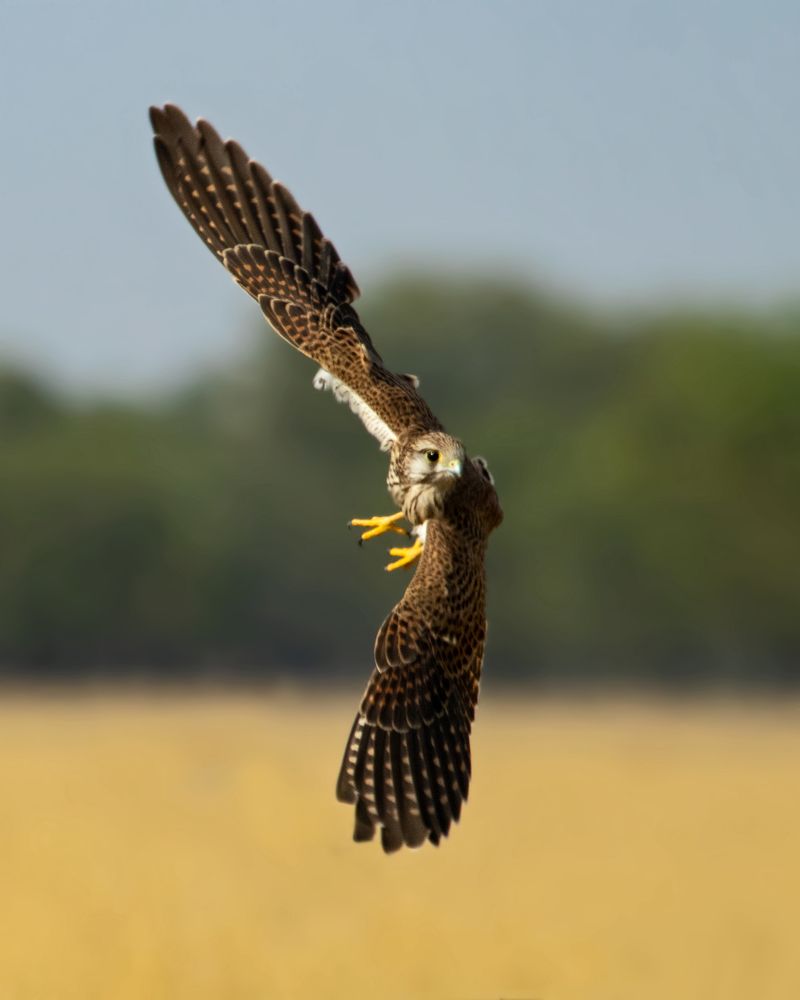 Фотография автора hitesh chawla