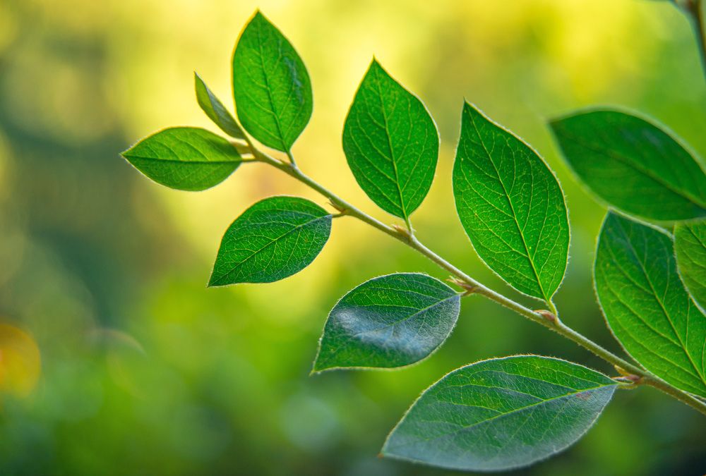 Photograph by Елена Майфет