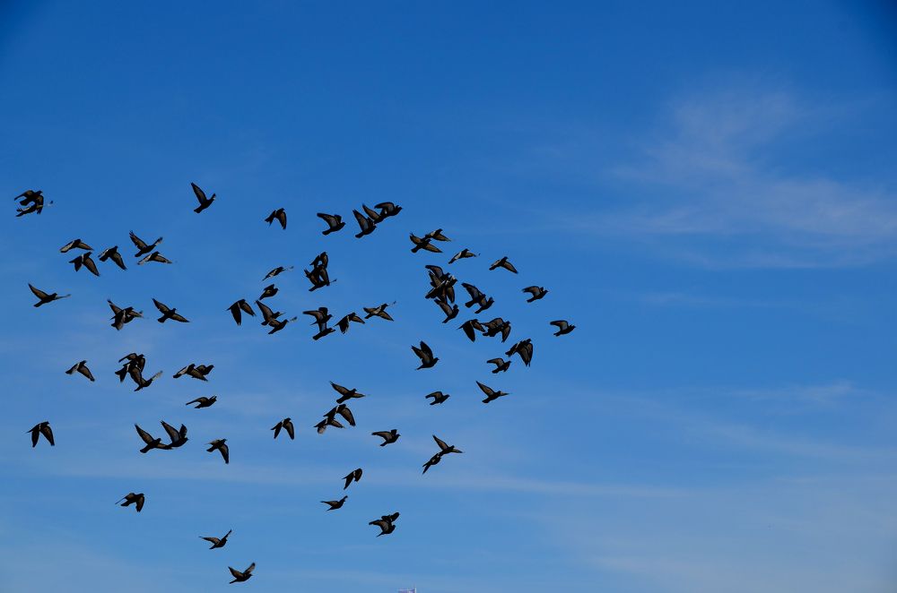 Жизнь в синеве