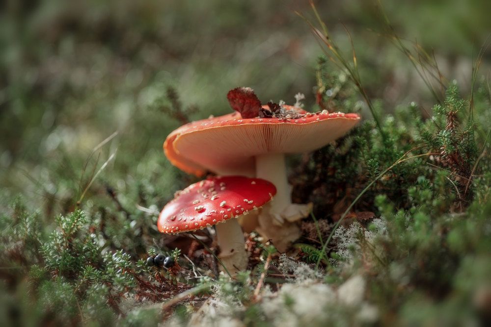 Красные мухоморы