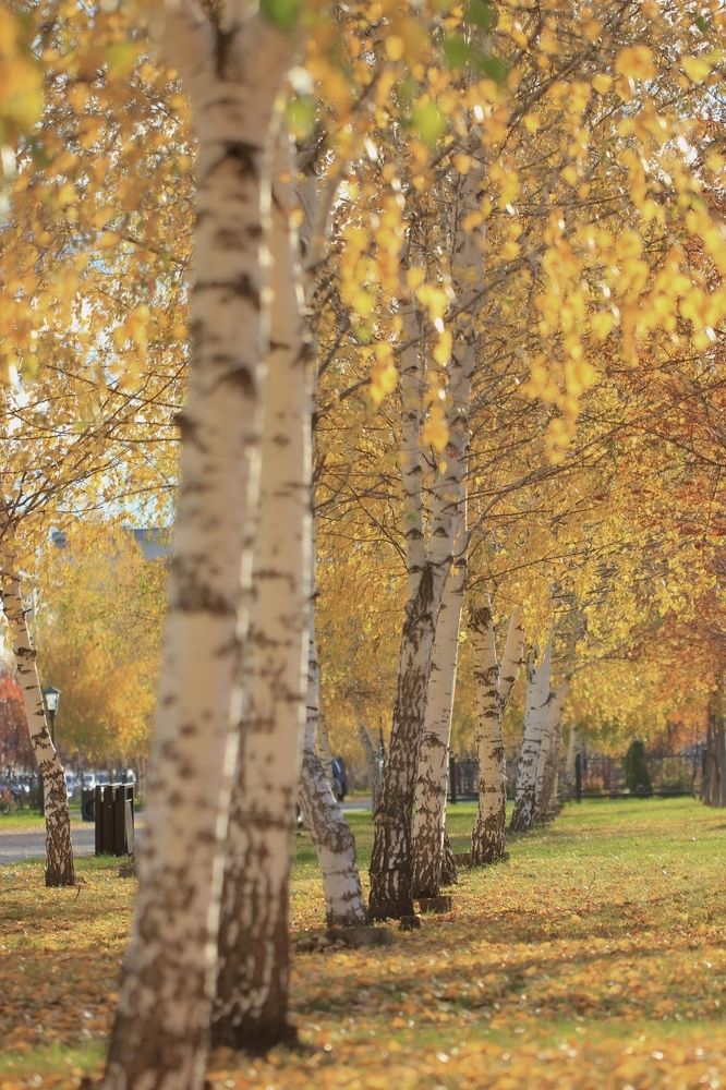 Фотография автора Ираида Гайфуллина