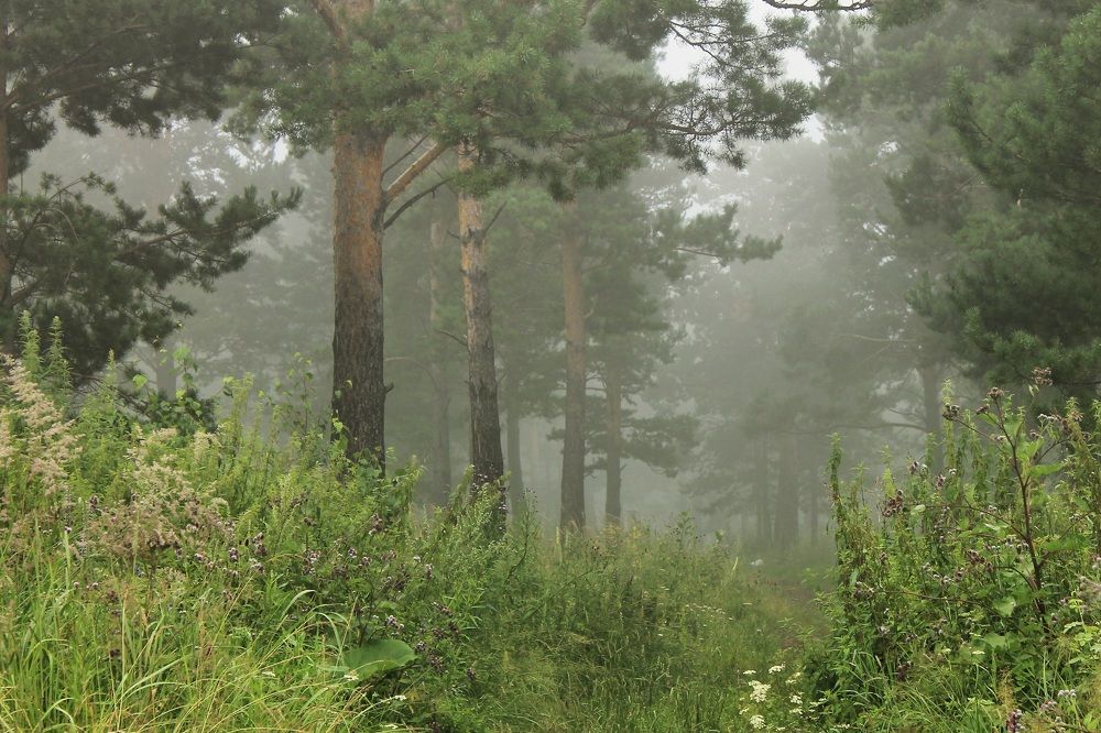 Photograph by Леунина Людмила