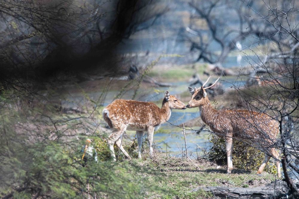 Photograph by AJITH MANIYAN