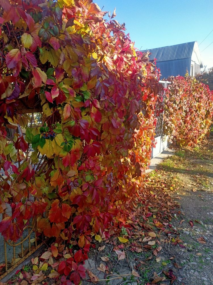 Photograph by Елизавета Мишина