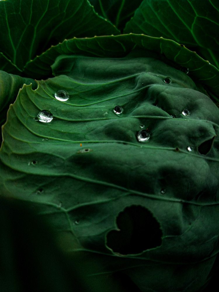 Фотография автора Оля Алехнович