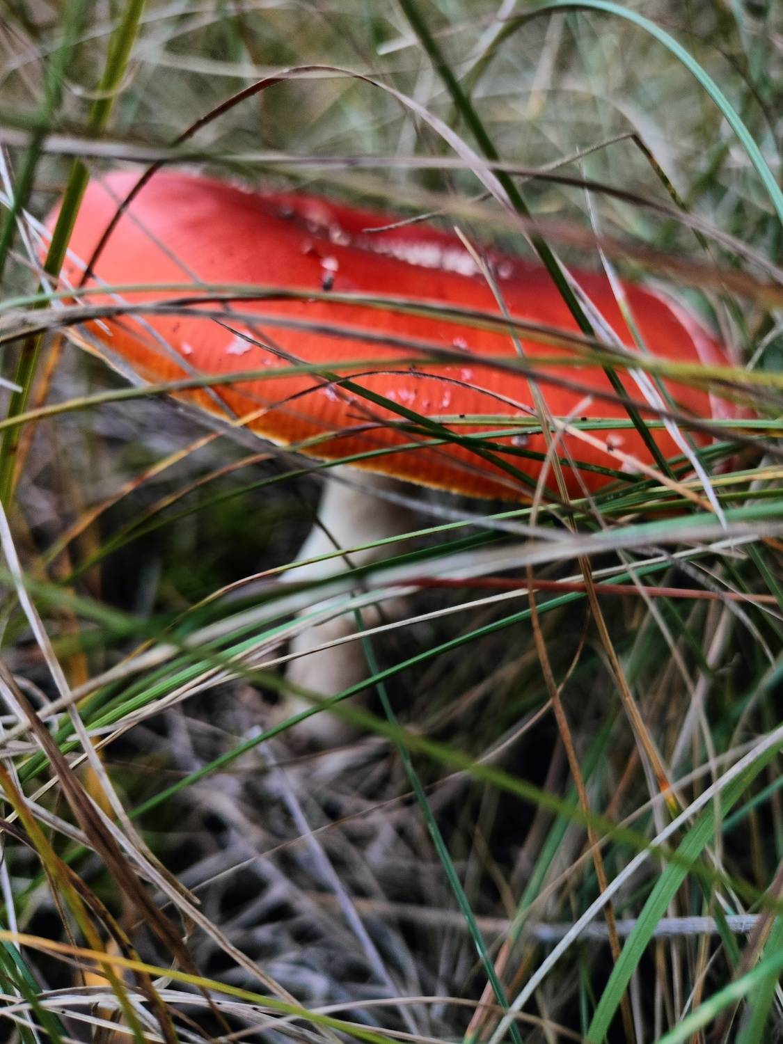 amanita;)