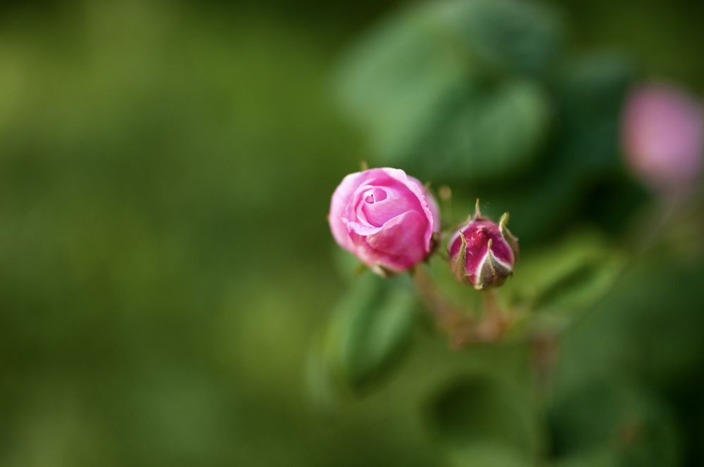 Photograph by Наталия Виниченко