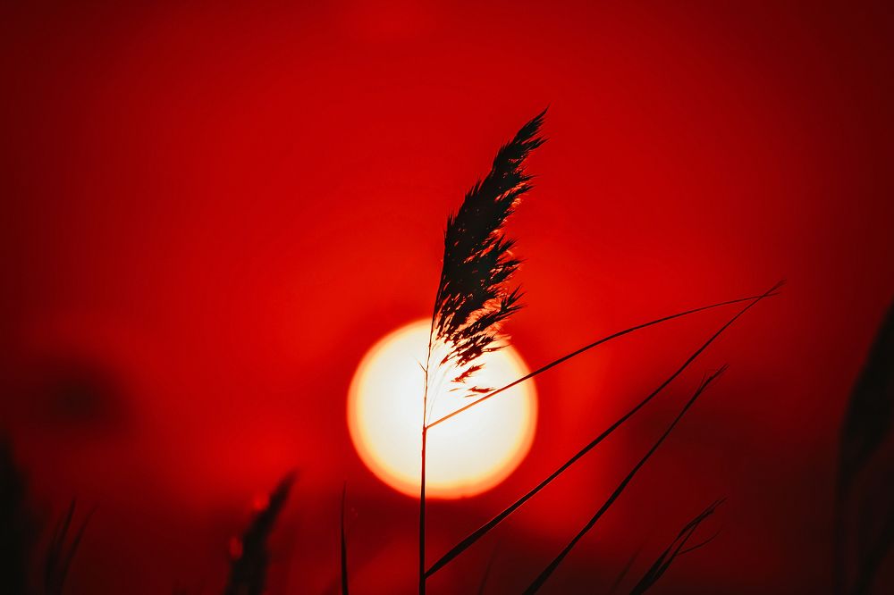 Photograph by Вероника Романенко