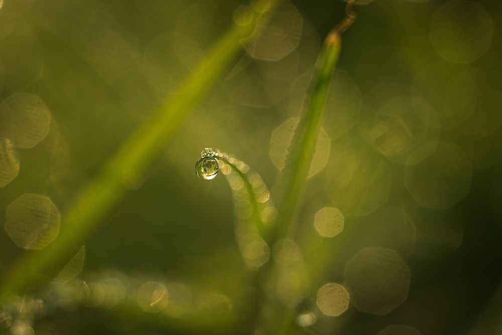 Фотография автора Григорьев Алексей