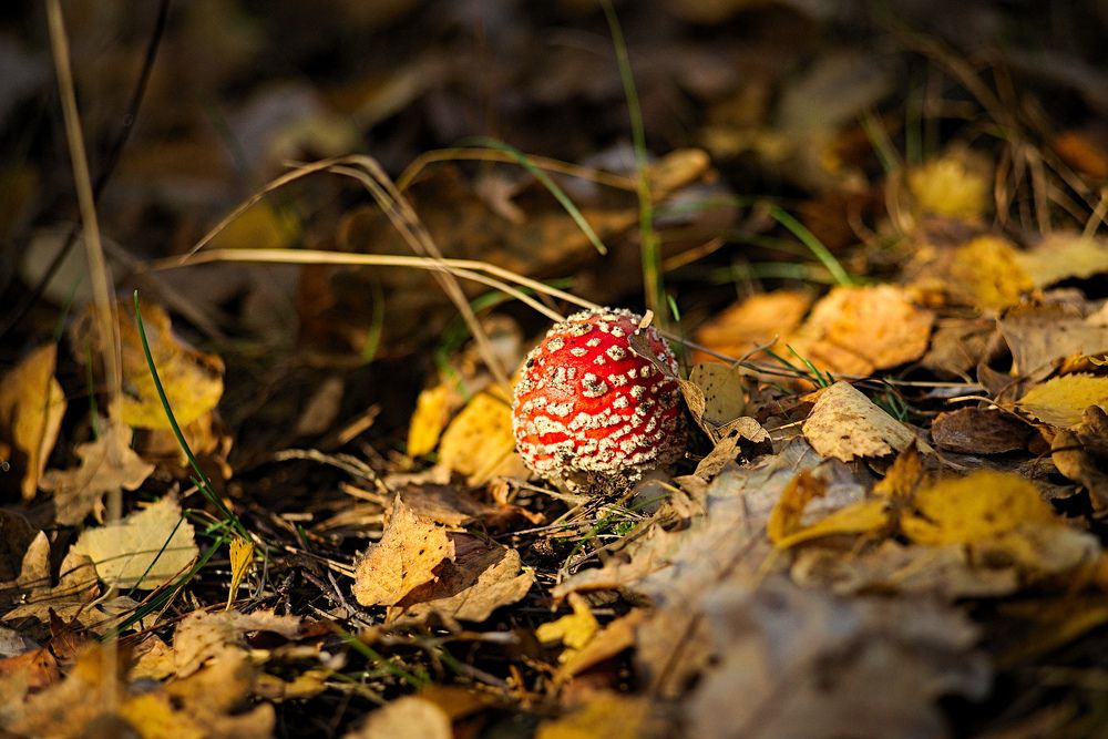 Фотография автора Григорьев Алексей