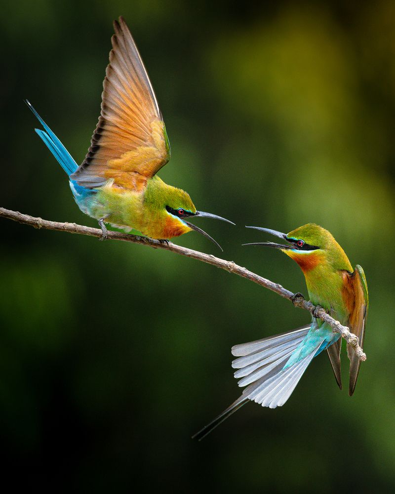 Фотография автора Mainak Halder