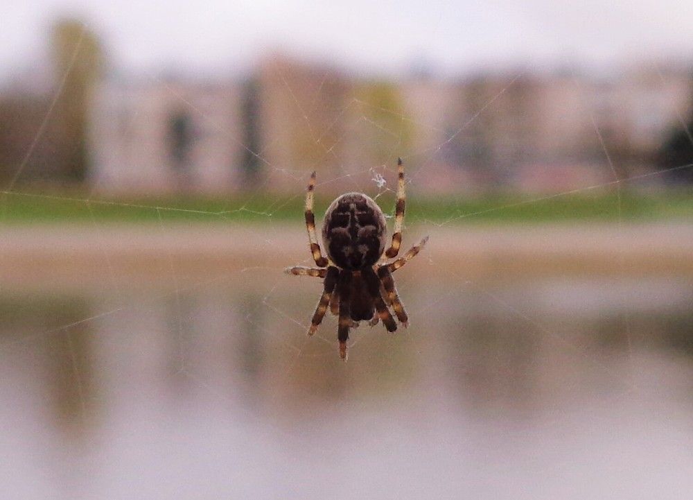 паук, Обыкновенный Крестовик,  Araneus diadematus