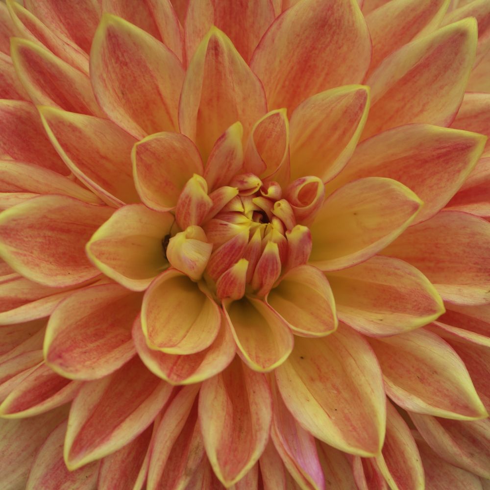 Photograph by Серегина Ирина