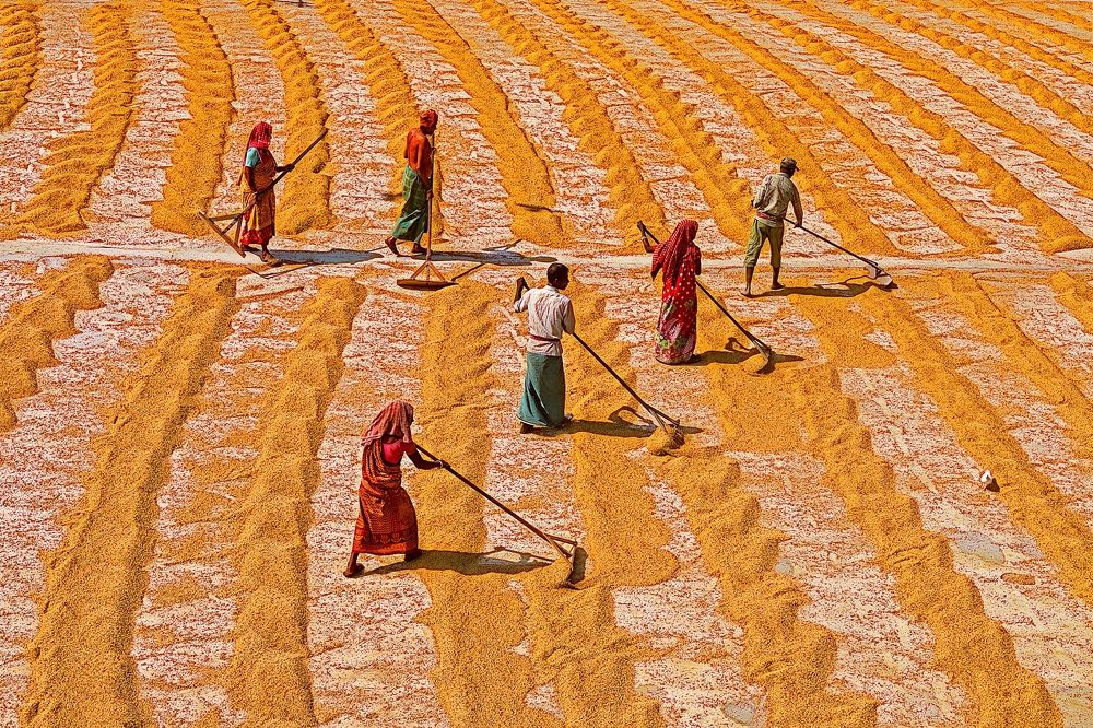 PADDY SUN DRY PROCESS