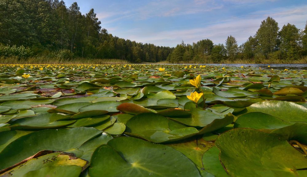 оз.Селигер,кувшинки.