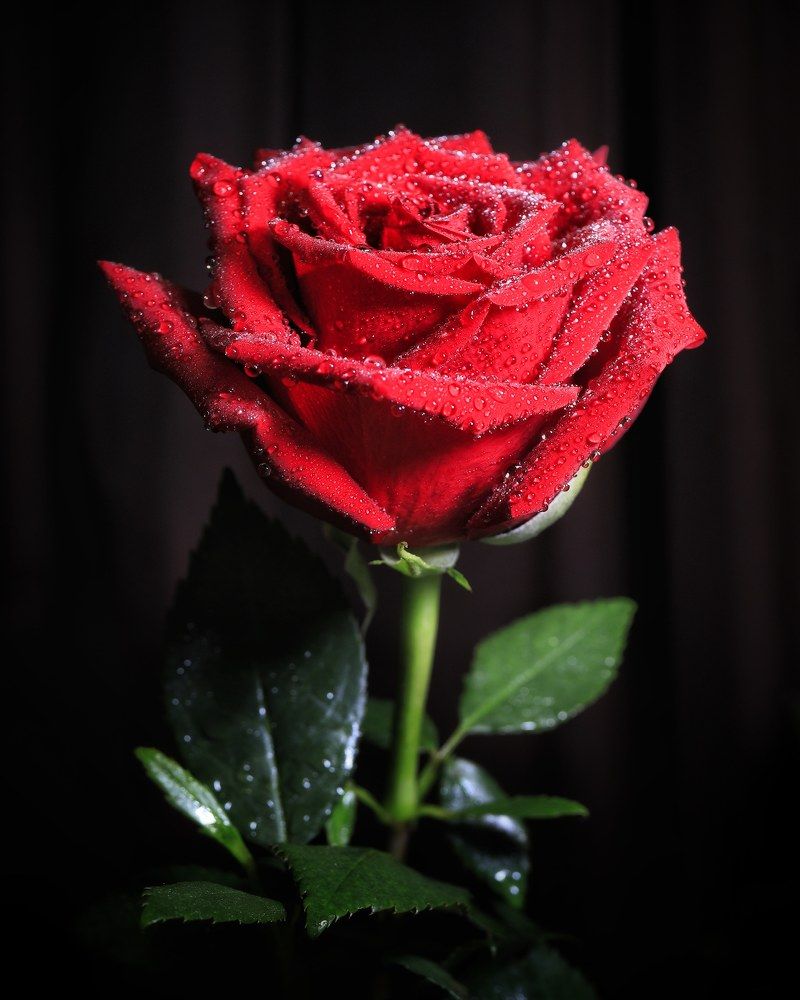 Photograph by Владимир Борозенец