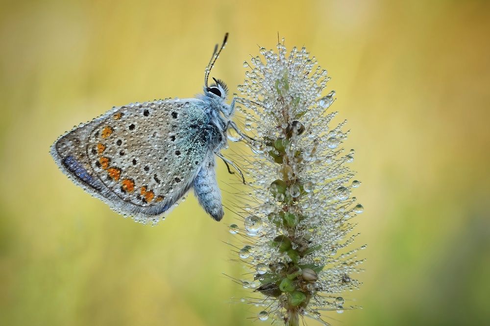 Photograph by Michael Gerhold