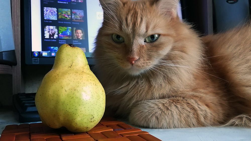 Кот и груша