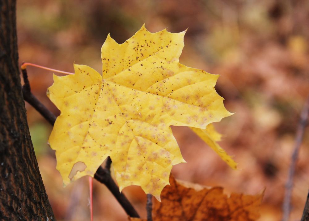 Photograph by Попел Ирина