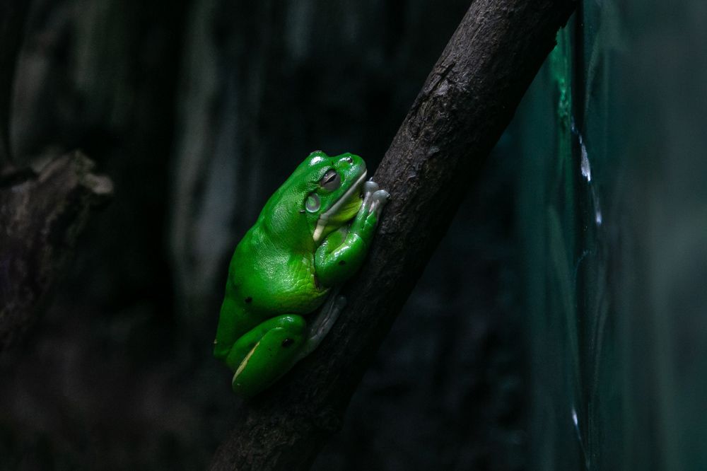 Фотография автора Константин Ракчеев