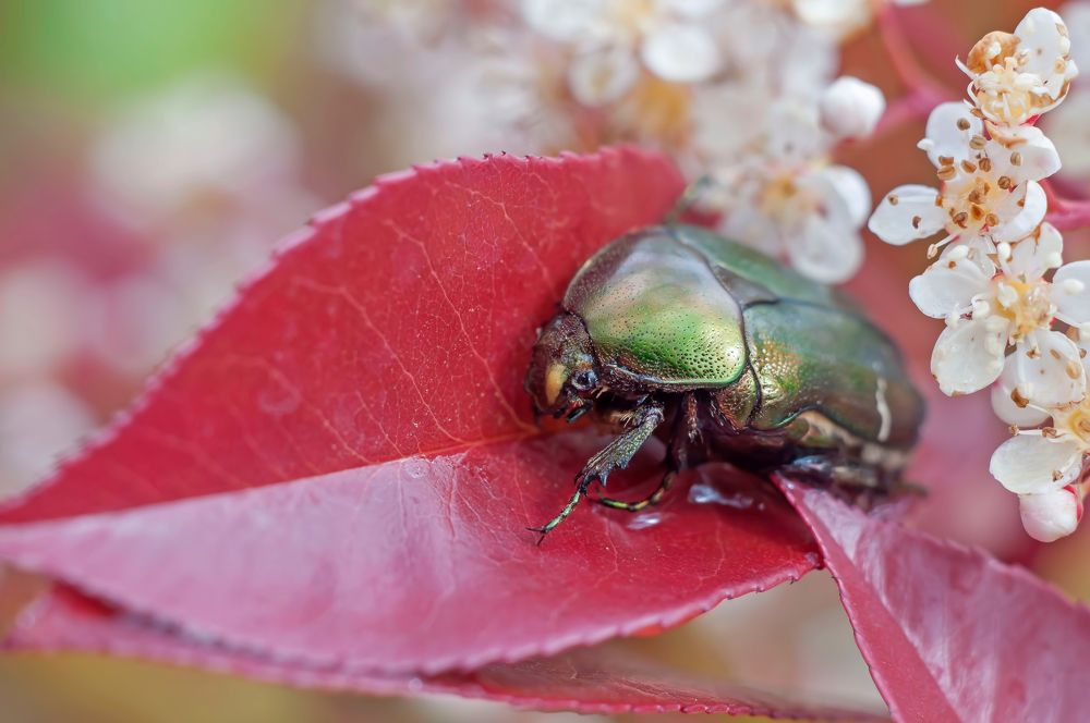 Photograph by Svetlana Rizzo