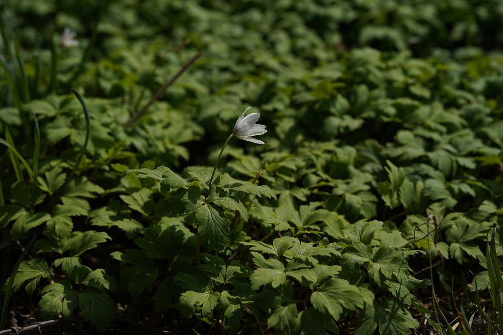 Photograph by Фролкина Рената