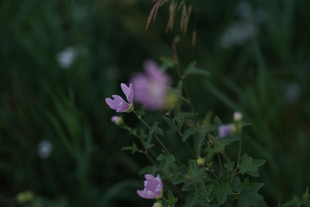 Photograph by Фролкина Рената