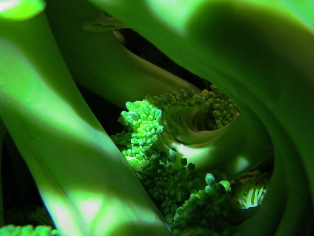 Photograph by Венера Раджабовна