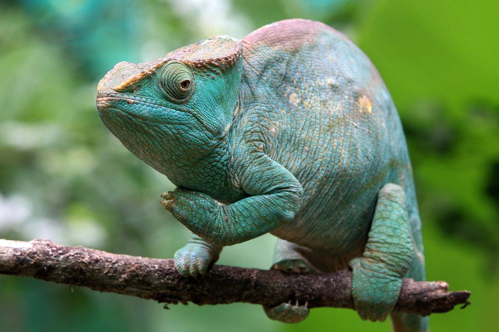 Фотография автора Евгений Печенин