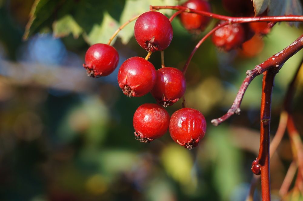 Photograph by Максим Роганов