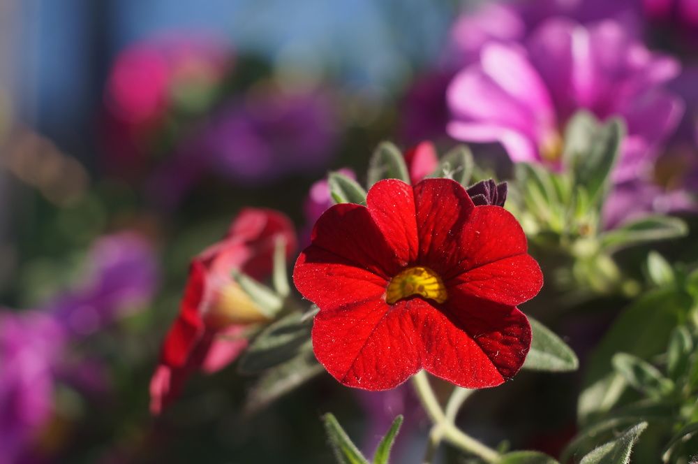 Photograph by Максим Роганов