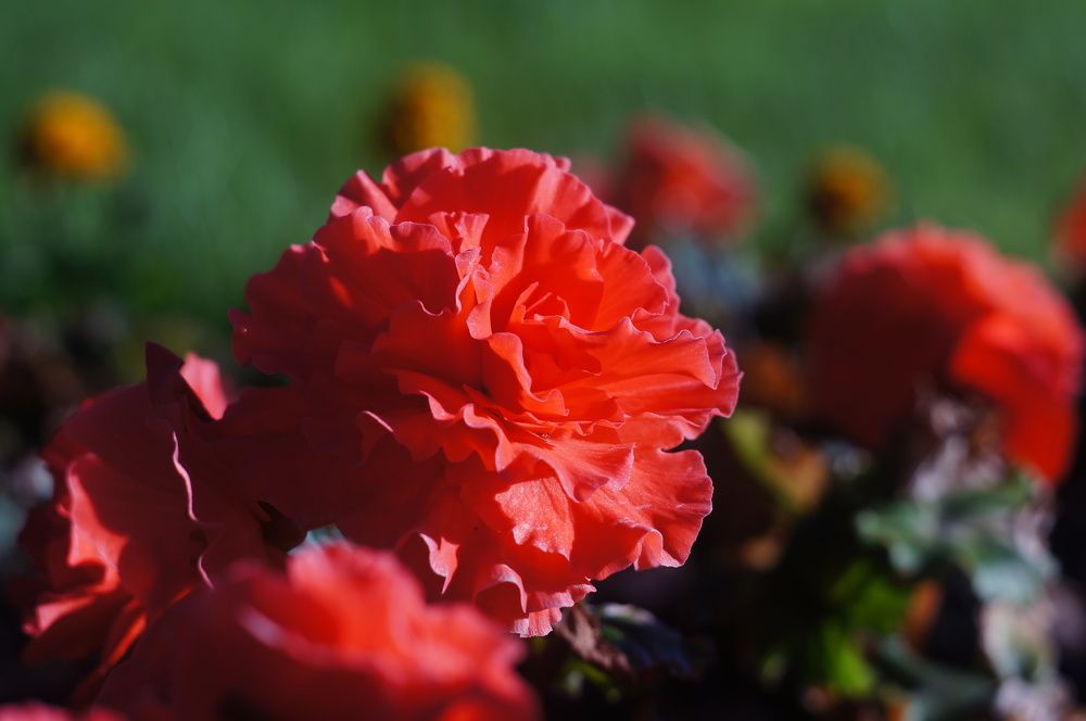 Photograph by Максим Роганов