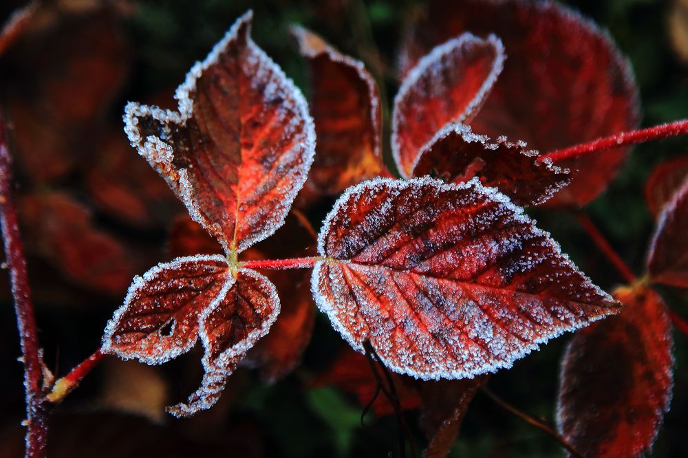 Photograph by Николай Протасеня