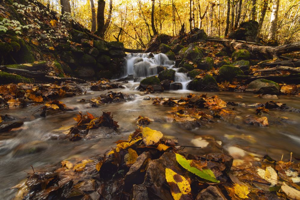 Фотография автора Майя Афзаал