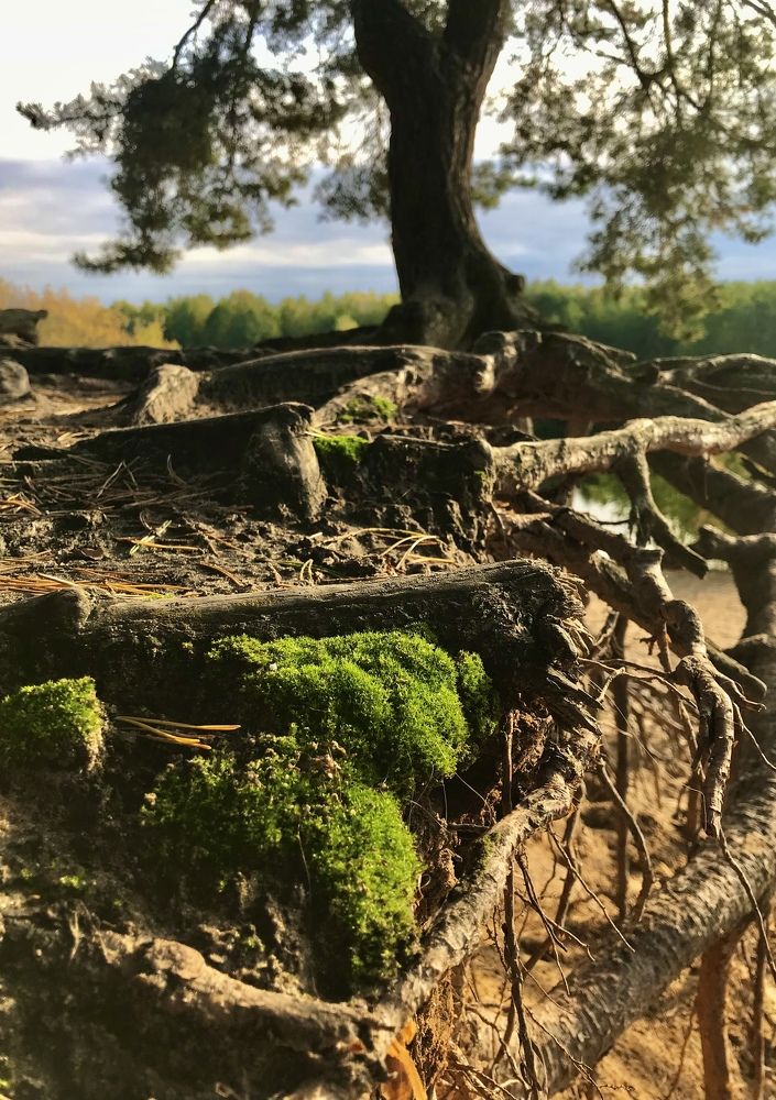 Photograph by Михаил Некрасов