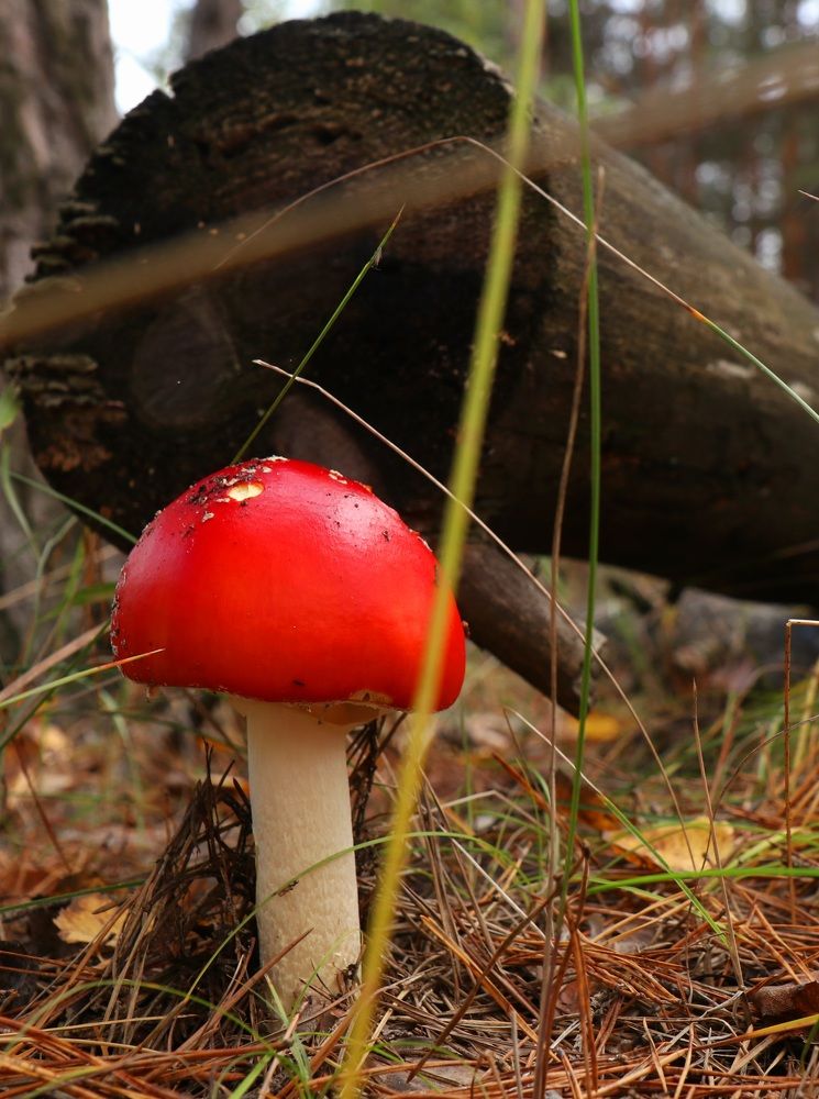 Photograph by Андрей Хитрун