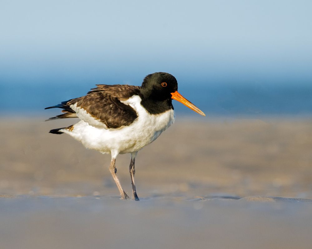 Photograph by prasanth muralidharan