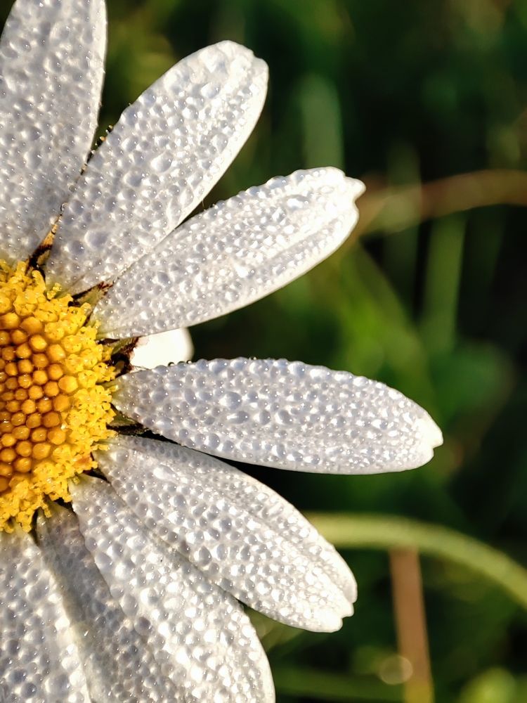 Фотография автора Ирина Линина