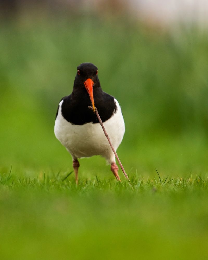 Photograph by prasanth muralidharan