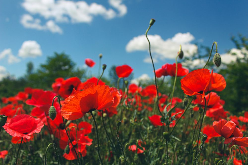 Фотография автора OXANA MARSOVA