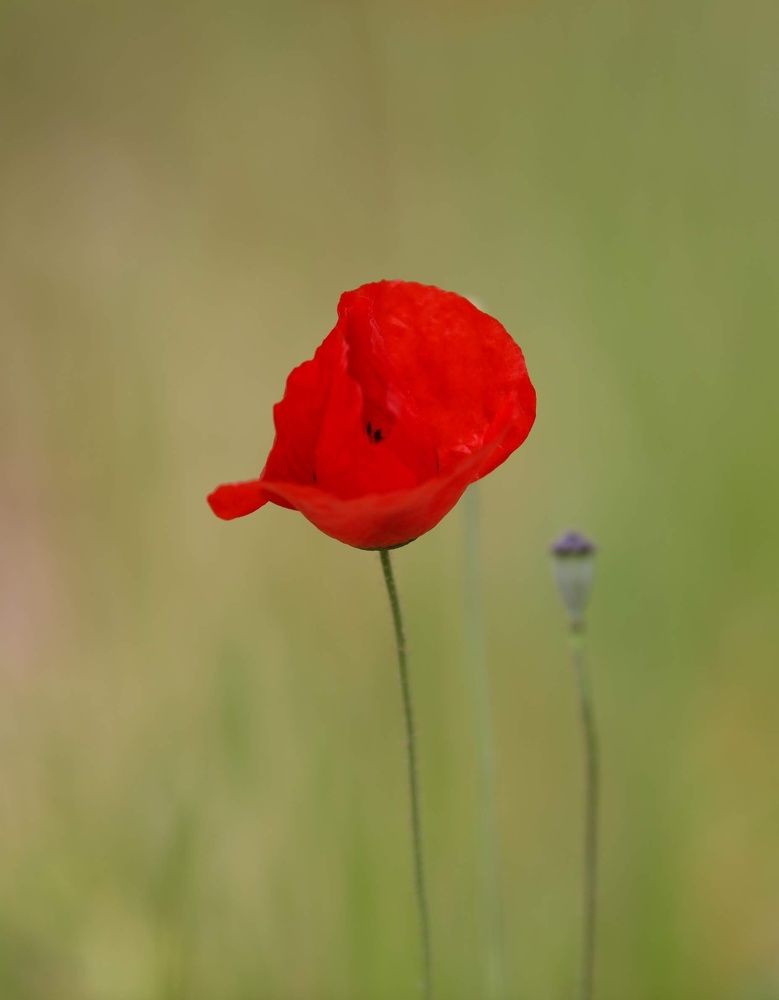 Photograph by Maria Karpov