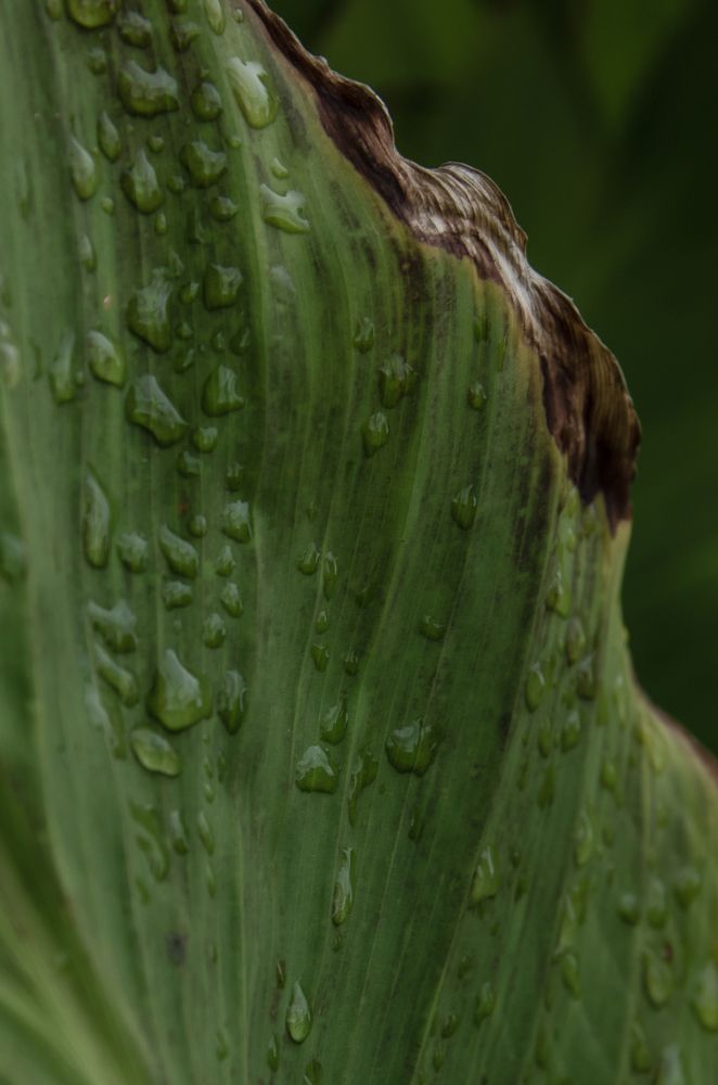 Photograph by Tatiana Chernaletskaya