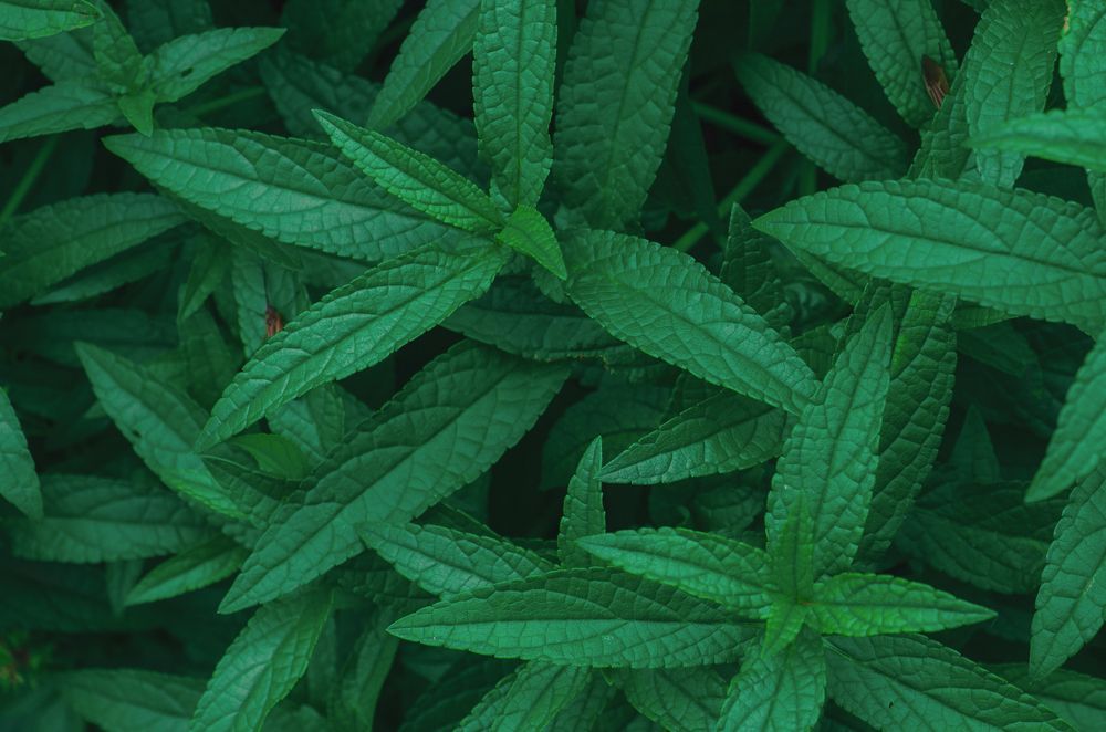 Photograph by Tatiana Chernaletskaya