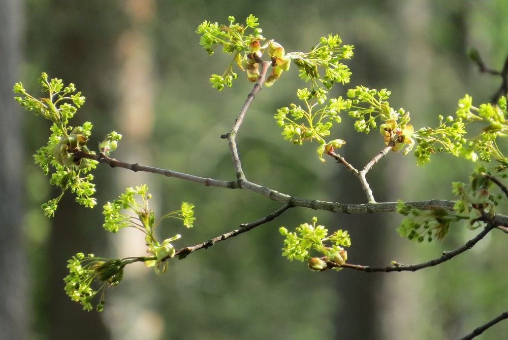 Photograph by Леонид Чеглаков