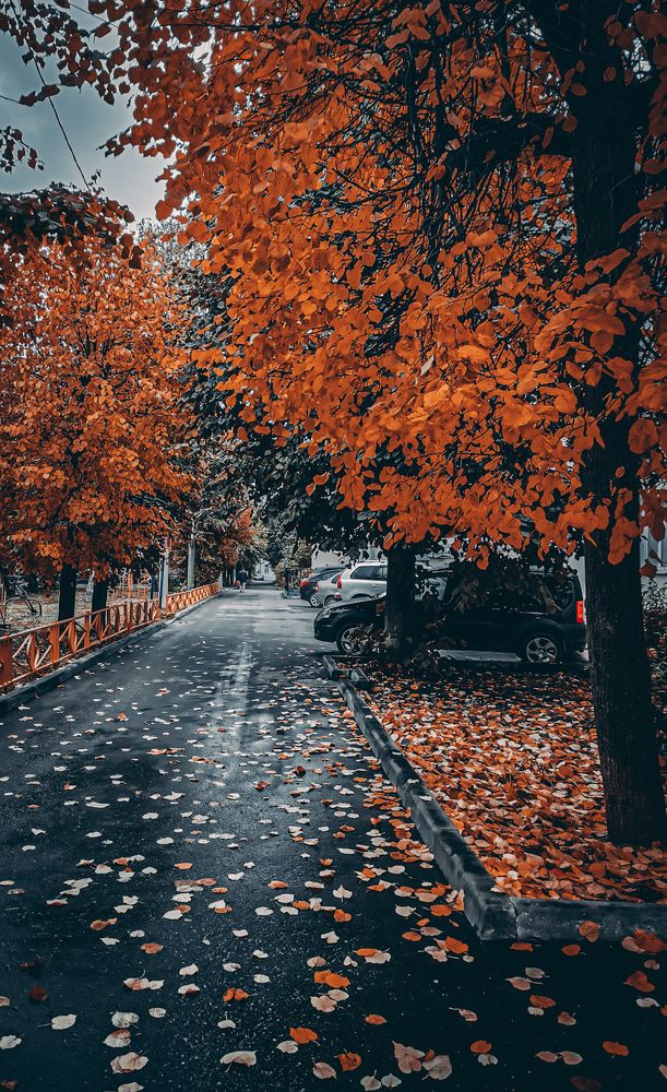 Осень во дворе