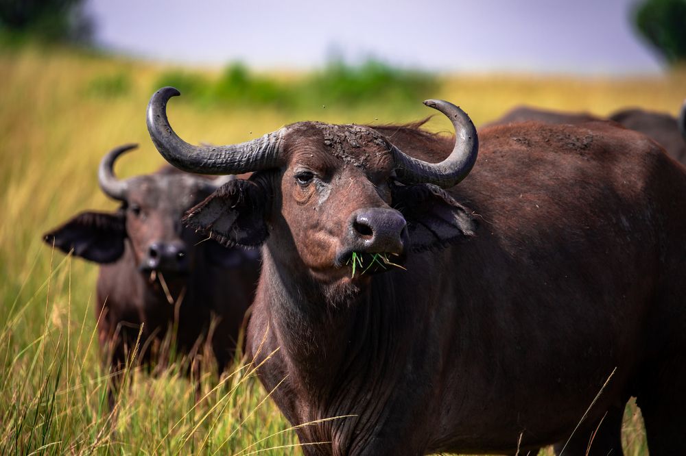 Photograph by Vita Potomova