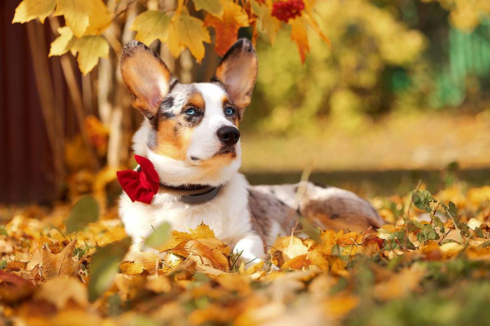 Золотая осень